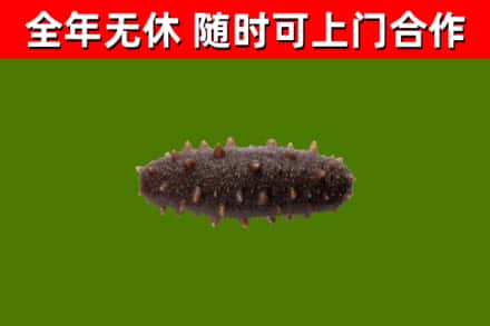 泸州回收海参干